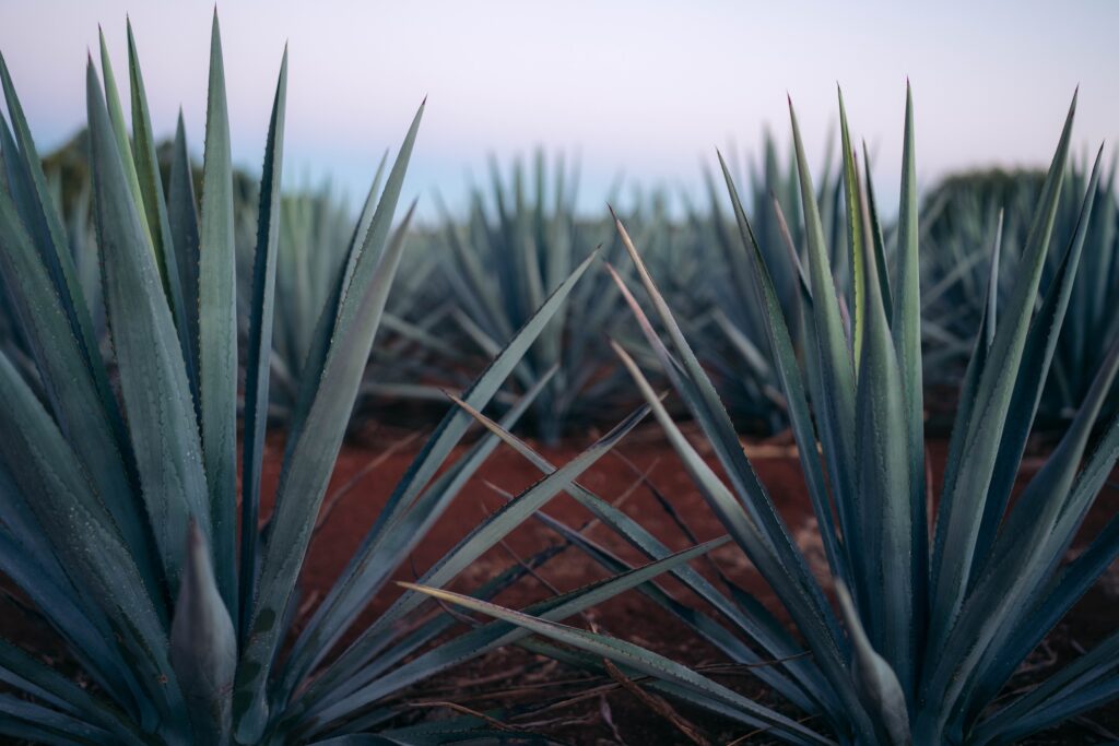 Agave plants