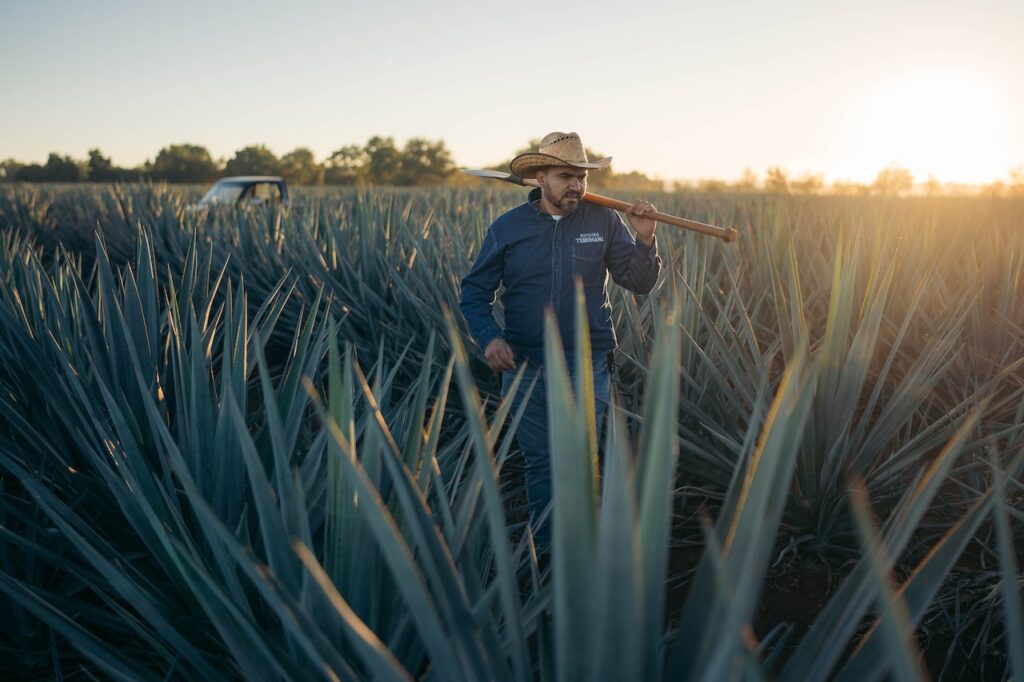 Person standing in an agave field
