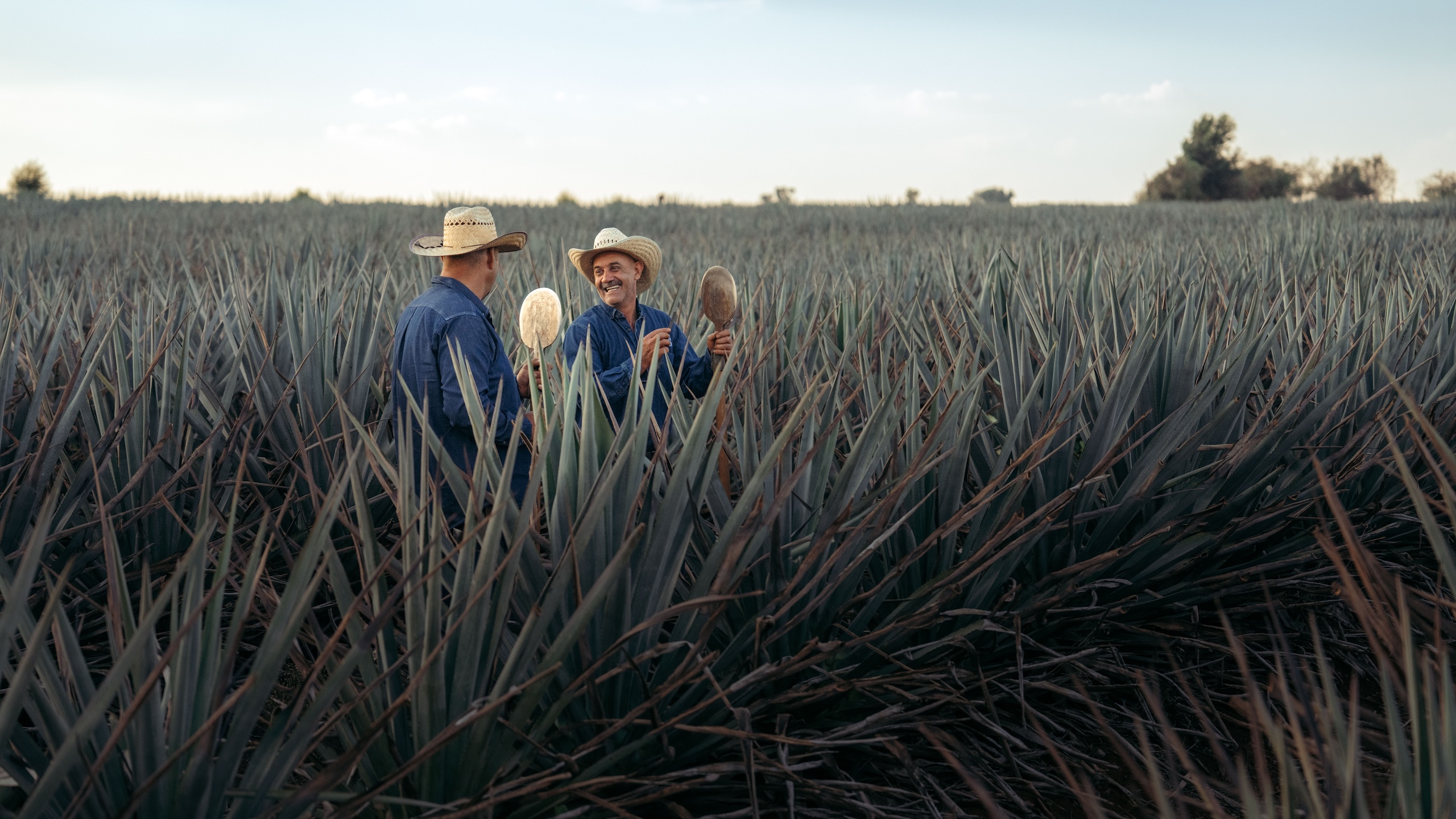 Two people working in an agave field