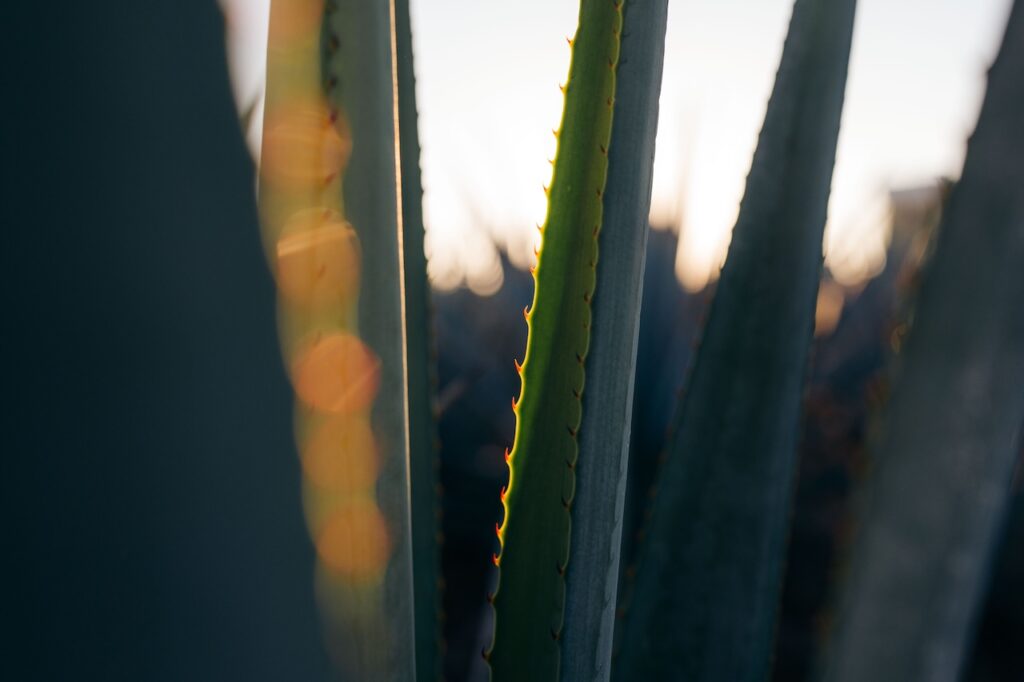Closeup of an agave plant