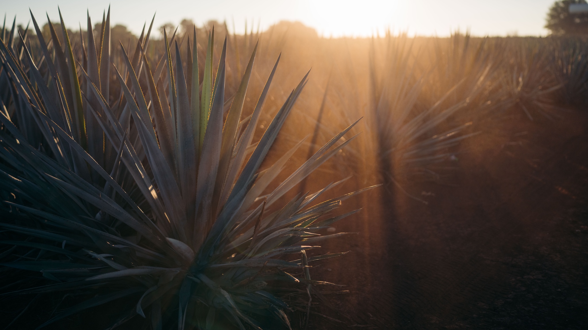 Agave plants