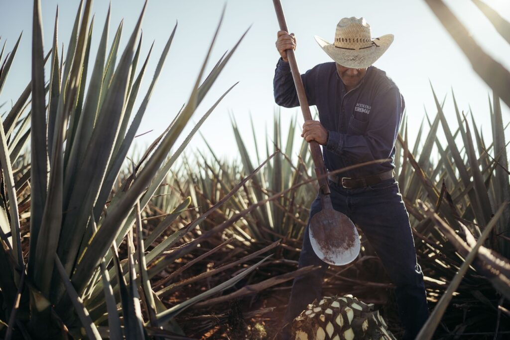 Person in an agave field
