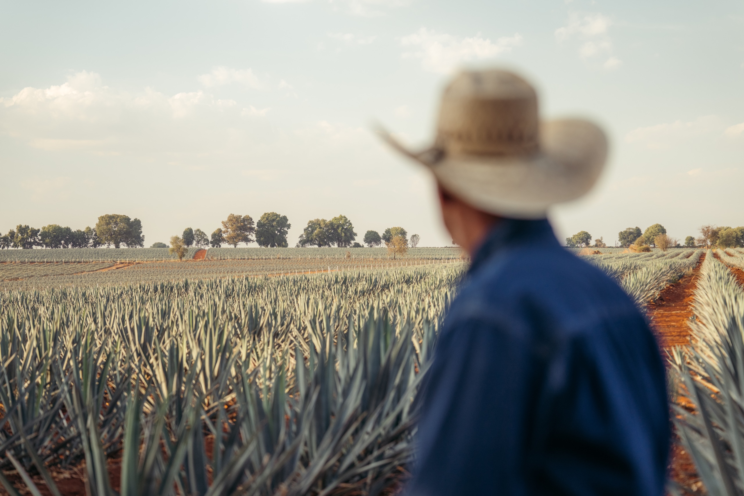Person looking at an agave field