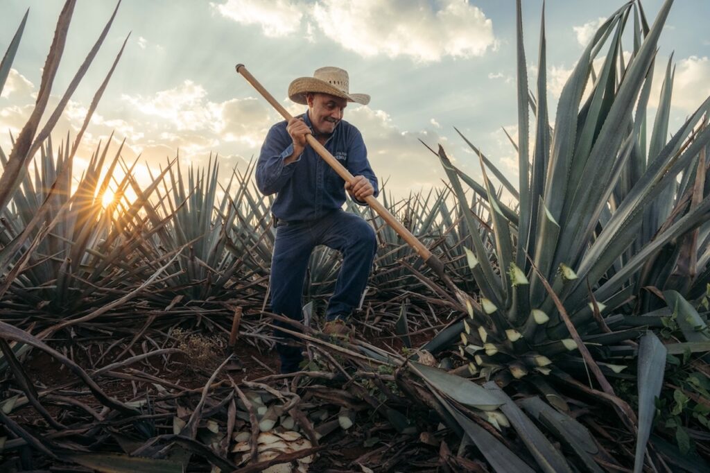 Person in an agave field
