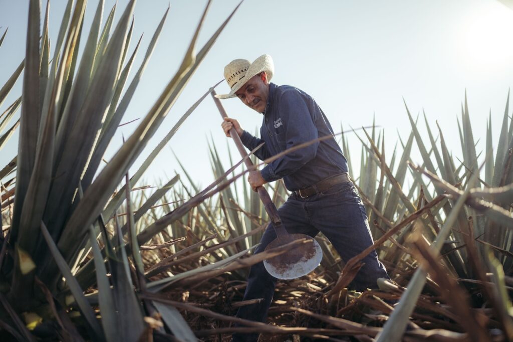 Person in an agave field