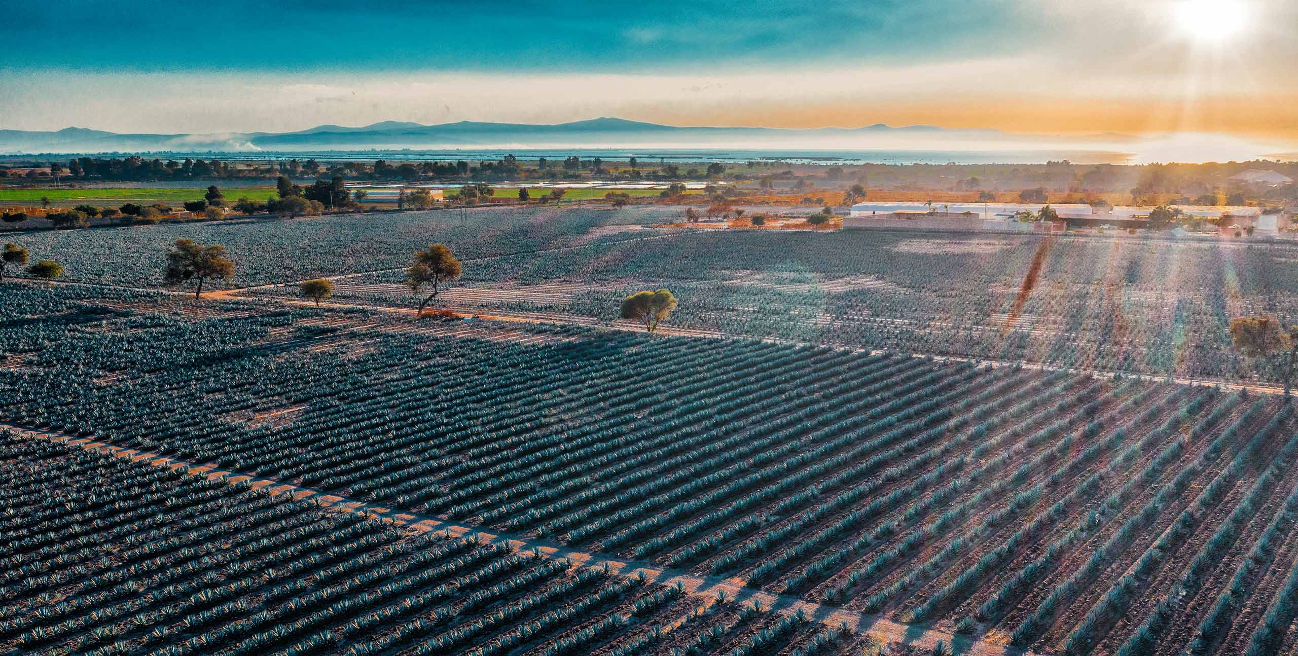 Aerial photo of agave plants in a field
