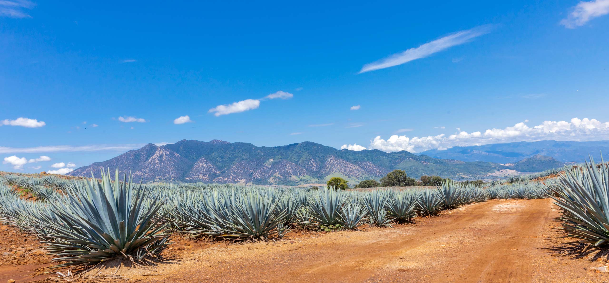 Photo of agave plants against a mountainous landscape