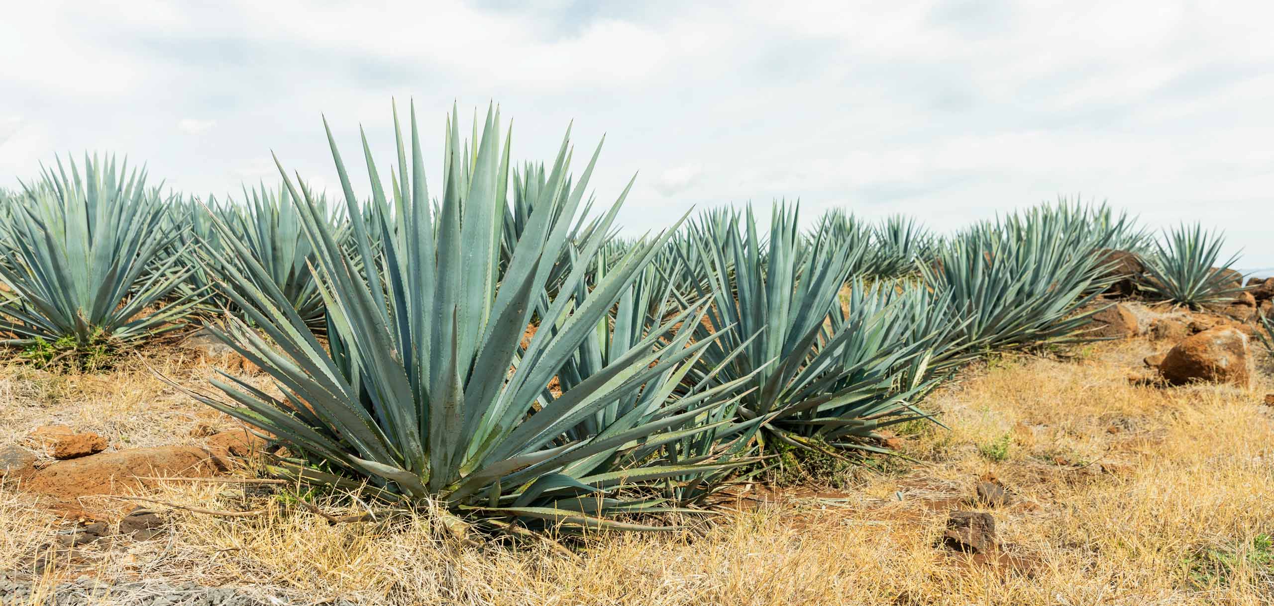 Photo of multiple agave plants