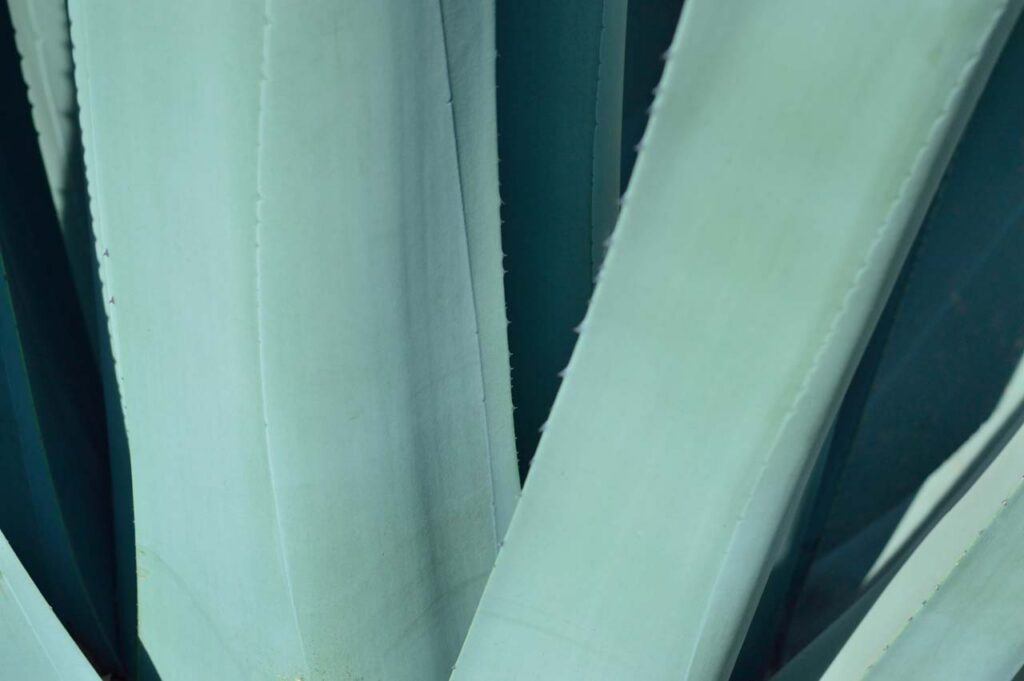 Closeup of an agave plant