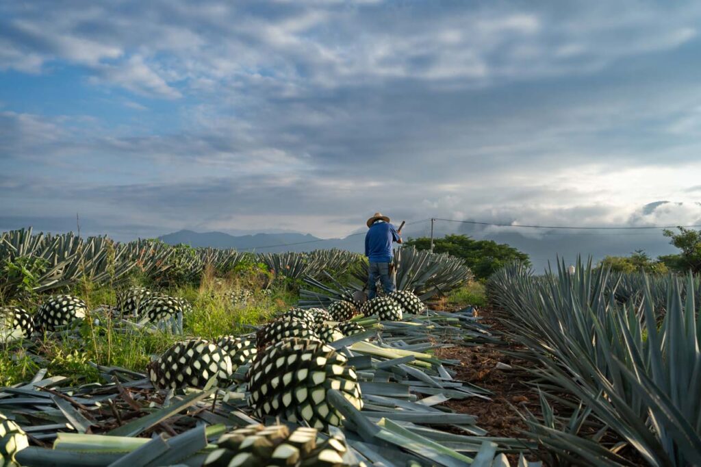 Photo of a farmer harvesting agave