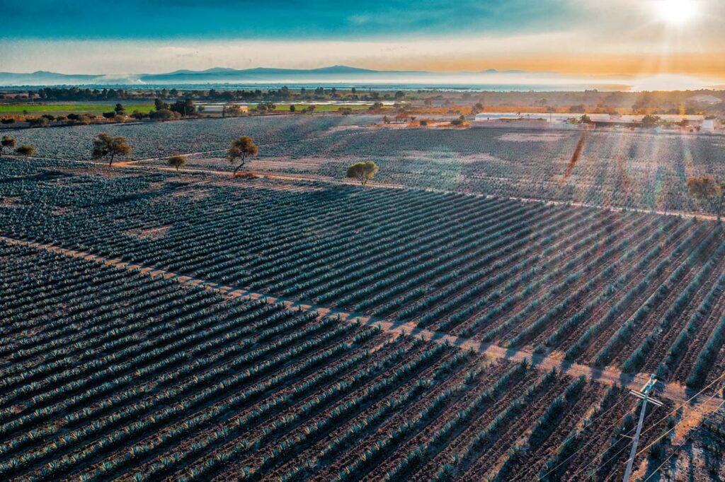 Aerial photo of agave plants in a field