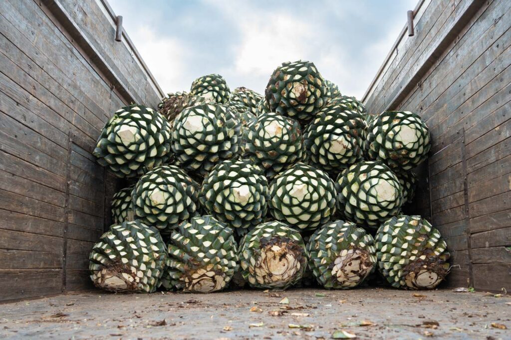 Photo of harvested agave in storage