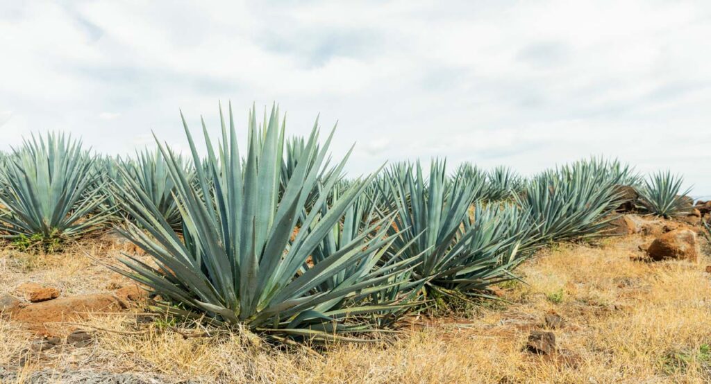 Photo of multiple agave plants