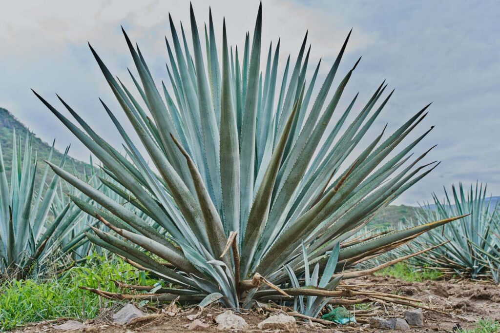 Photo of an agave plant