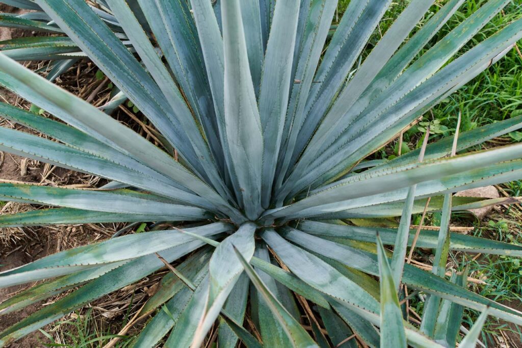 Photo of an agave plant