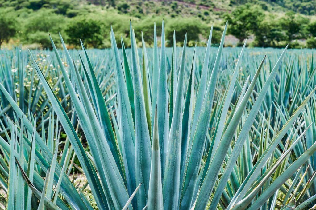 Photo of the top of an agave plant