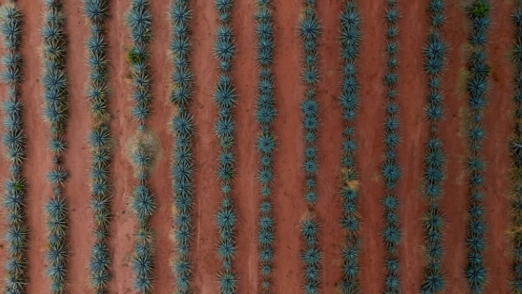 Aerial photo of agave plants in rows