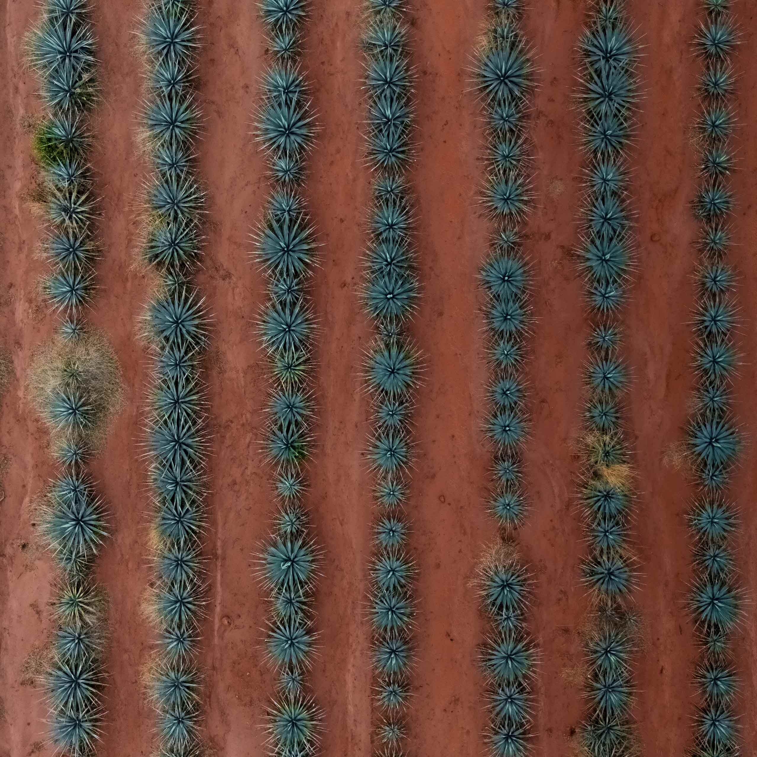 Aerial photo of agave plants in rows